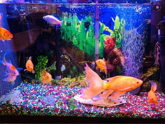 Calming aquarium :)