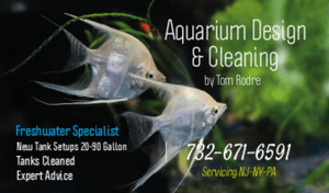 Aquariums Cleaned to Pristine Condition & New Tank Setups