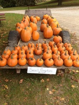 Pumpkins for sale