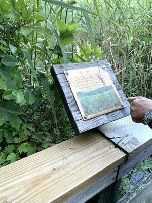 Plant Life Identification Markers Along The Bridge