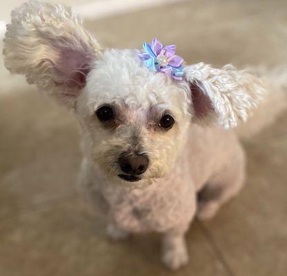 These ears though!! The cutest ears on the sweetest girl