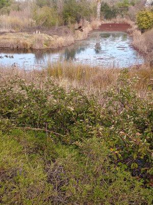 Willow creek with a bird flying through the shot