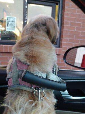 Stoping for some roast beef sandwiches for Miss Chip, and she knows it! :-)