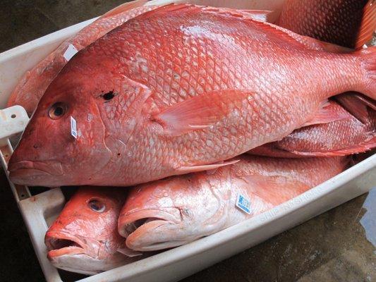 Fresh Gulf Red Snapper