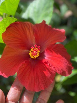 Beautiful red hibiscus.