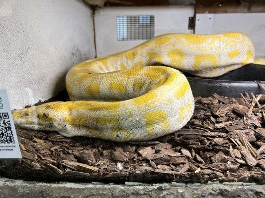 Python with loose skin in small enclosure.