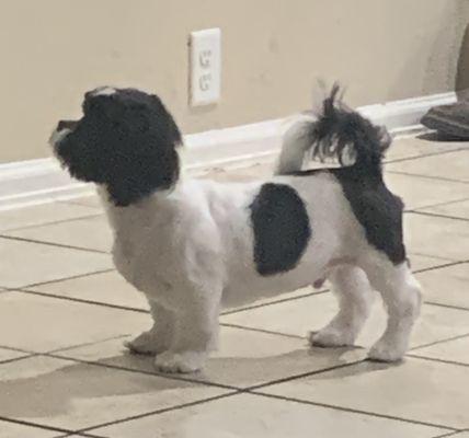 Hair is so short you can see his pink skin. This is a puppy and all we wanted was a puppy trim instead we got him back shaved.