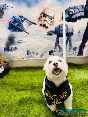 My pup Bella Marshall loving the Petropolis event, Star Wars.