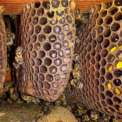 Inside a Honeybee Hive