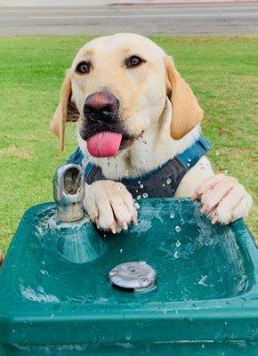 Wilson grabbing a quick drink