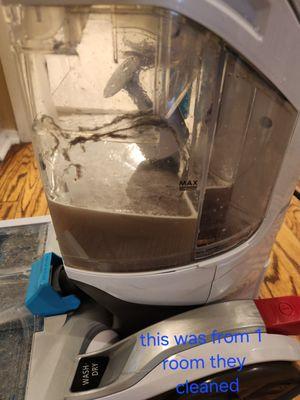 This is what the water looked like after I re- cleaned half a room after they left....