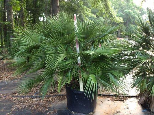 European fan palm, 30 gallon