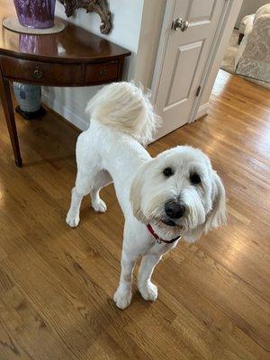 Beautifully groomed by Preppie Pooch!