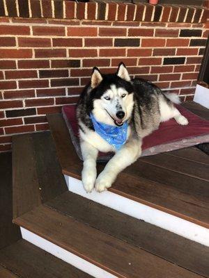 Our Senior rescue freshly groomed