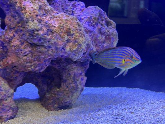 Melanarus wrasse