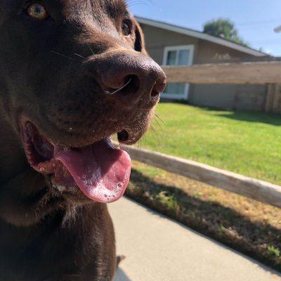 Fishhook embedded in my dogs nose!