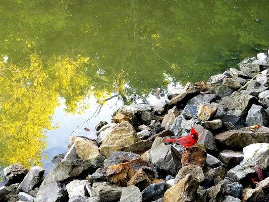 Cardinal by the lake