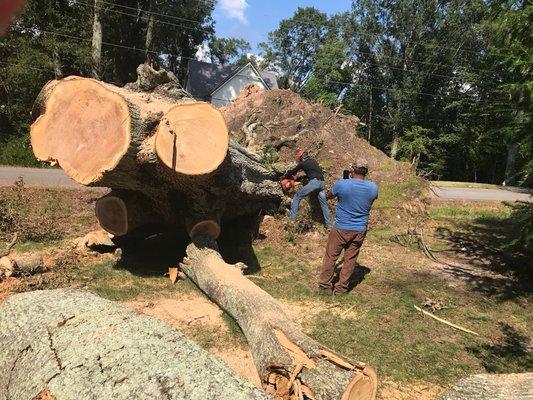 One very large tree we cut in Senoia!!