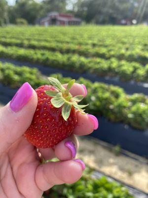 Strawberries