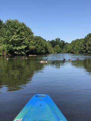 The cute ducks swimming around!