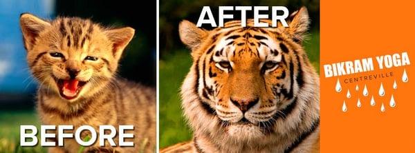 Come find your Bengal tiger strength with us at BIkram Yoga Centreville!