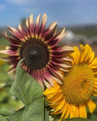 I've never seen a sunflower this color before