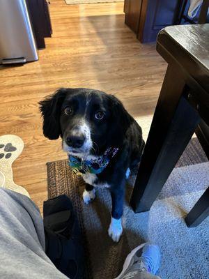 Our boy Apollo after a sweet cut! And the bandana is free!!