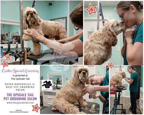 Cocker Spaniel Grooming