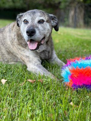 Westwood Regional Veterinary Hospital