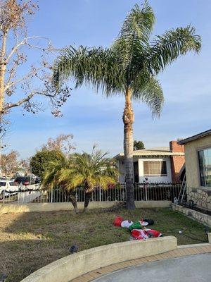 Big palm tree looking amazing after the trim !