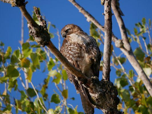 Cooper hawk with an attitude of "what are you looking at " :xD