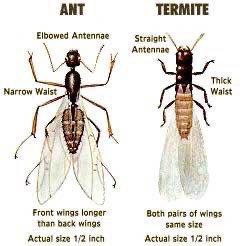 Termite vs ant illustration