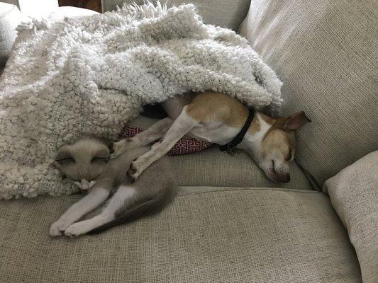 This is Goose(dog) and Puddin'(cat). They are both a source of love and joy each day. Buckwalter Veternary Clinic treats them like family,