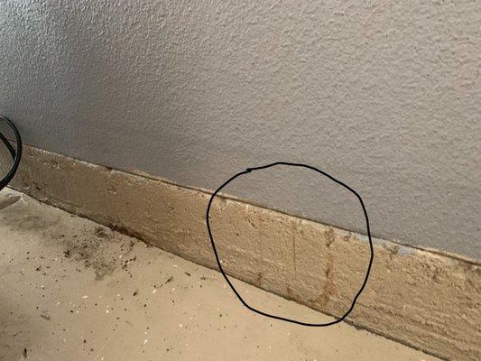 Transaction Termite was unable to locate this infestation and the cover-up.  This was found by another company.