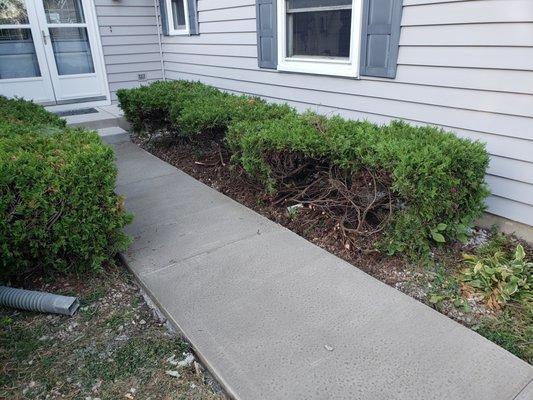 New sidewalk and damaged bushes