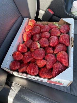 Beautiful strawberries