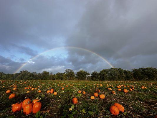 Pumpkin patch with a double rainbow over it.