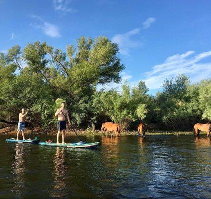 Salt River Wild Horses