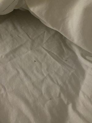 Unknown debris in bed