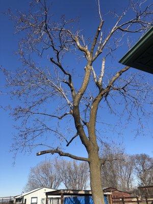 My Maple after Mr. Lefler pruned and balanced it. Looks great!