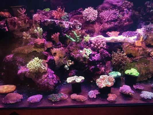 Come see the difference in our corals and price compared to the rest!