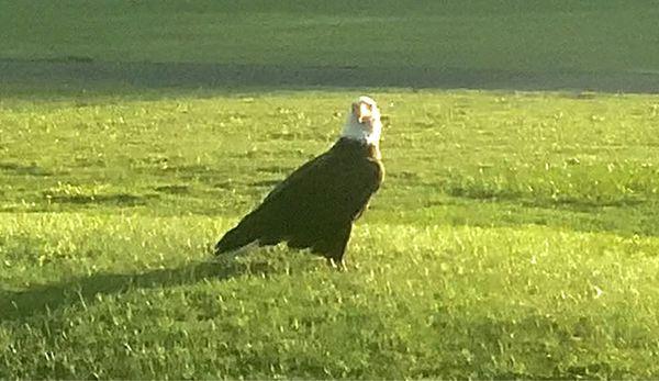 Bald Eagle off of the 8th hole.