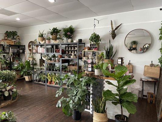 Beautiful layout with great lighting and gorgeous plants.