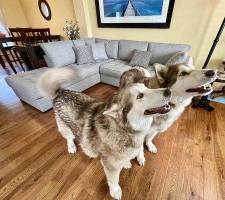 The dogs approve of our new couch from The Furniture Shack!