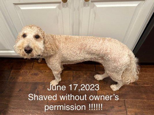 Poor SKY got shaved without our permission!!!