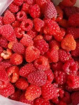 Our six pound haul of raspberries.