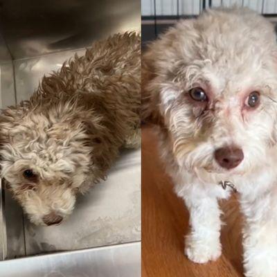 Before and after full dog grooming on this cutie !