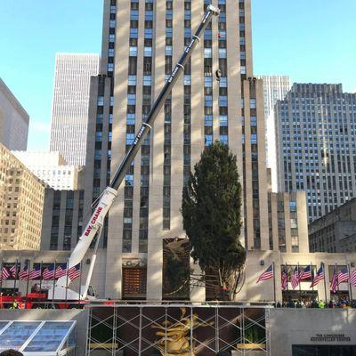 Hoisting the Christmas tree at Rockefeller Center, NYC.