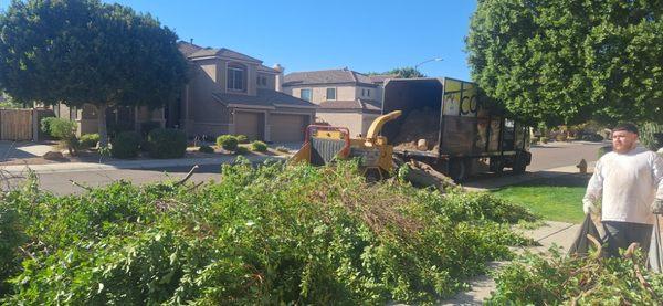 Ficus tree - cut down and ready for chipping.