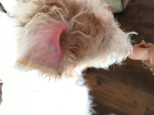 Poor pup had a very irritated ear!